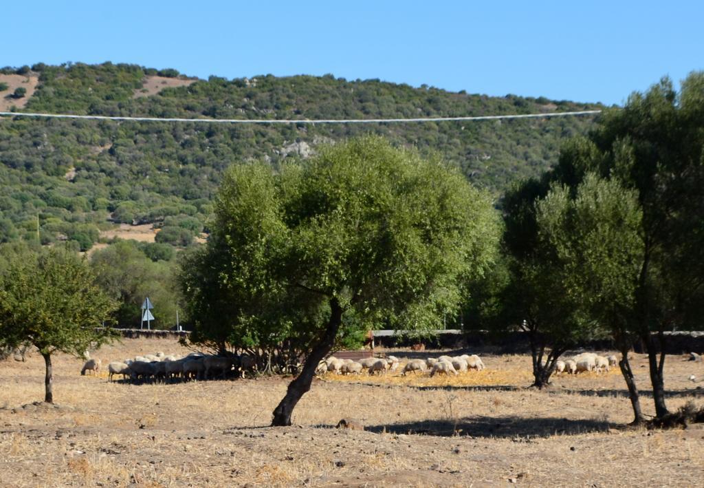 Agriturismo Pira Pinta Acomodação com café da manhã Dorgali Quarto foto